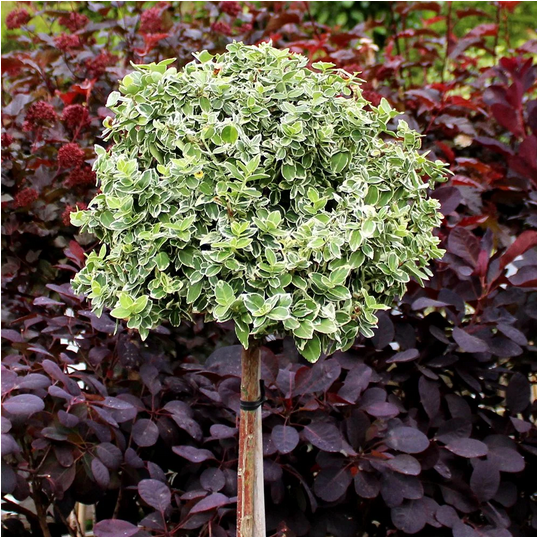 Trzmielina GAIETY na pniu 100-120cm