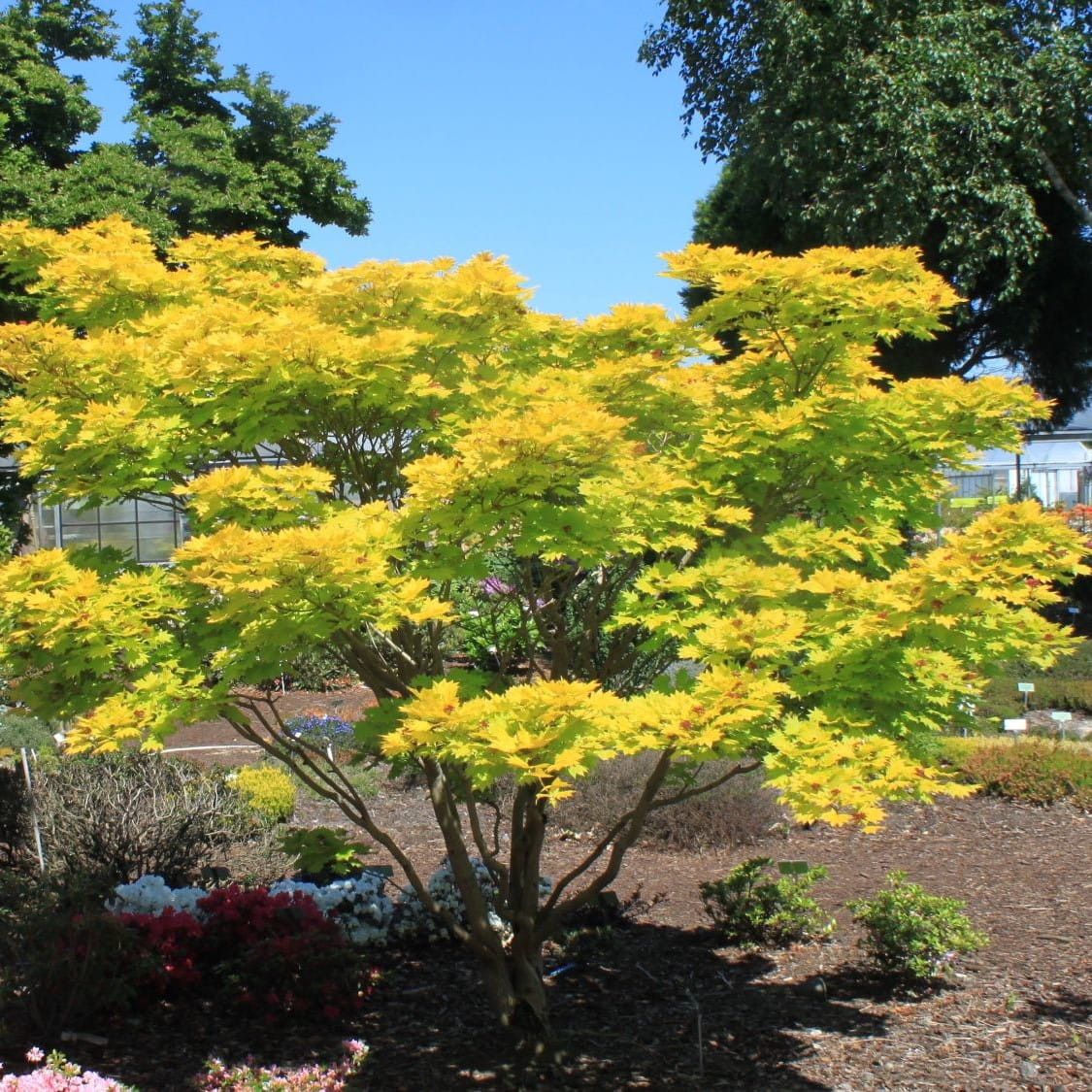 Klon Shirasawy AUREUM