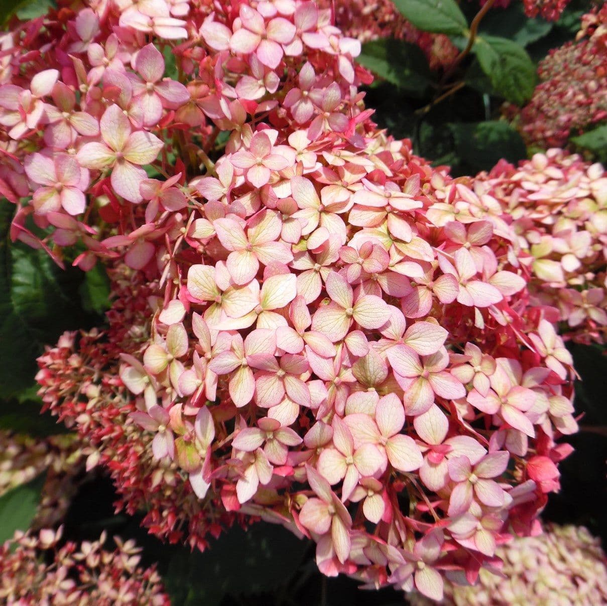 Hortenzie světle růžový keř