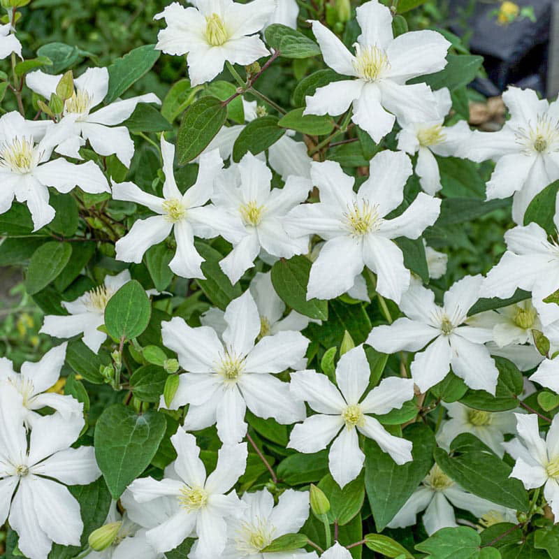 Plamének CLEMATIS bahenní bílý