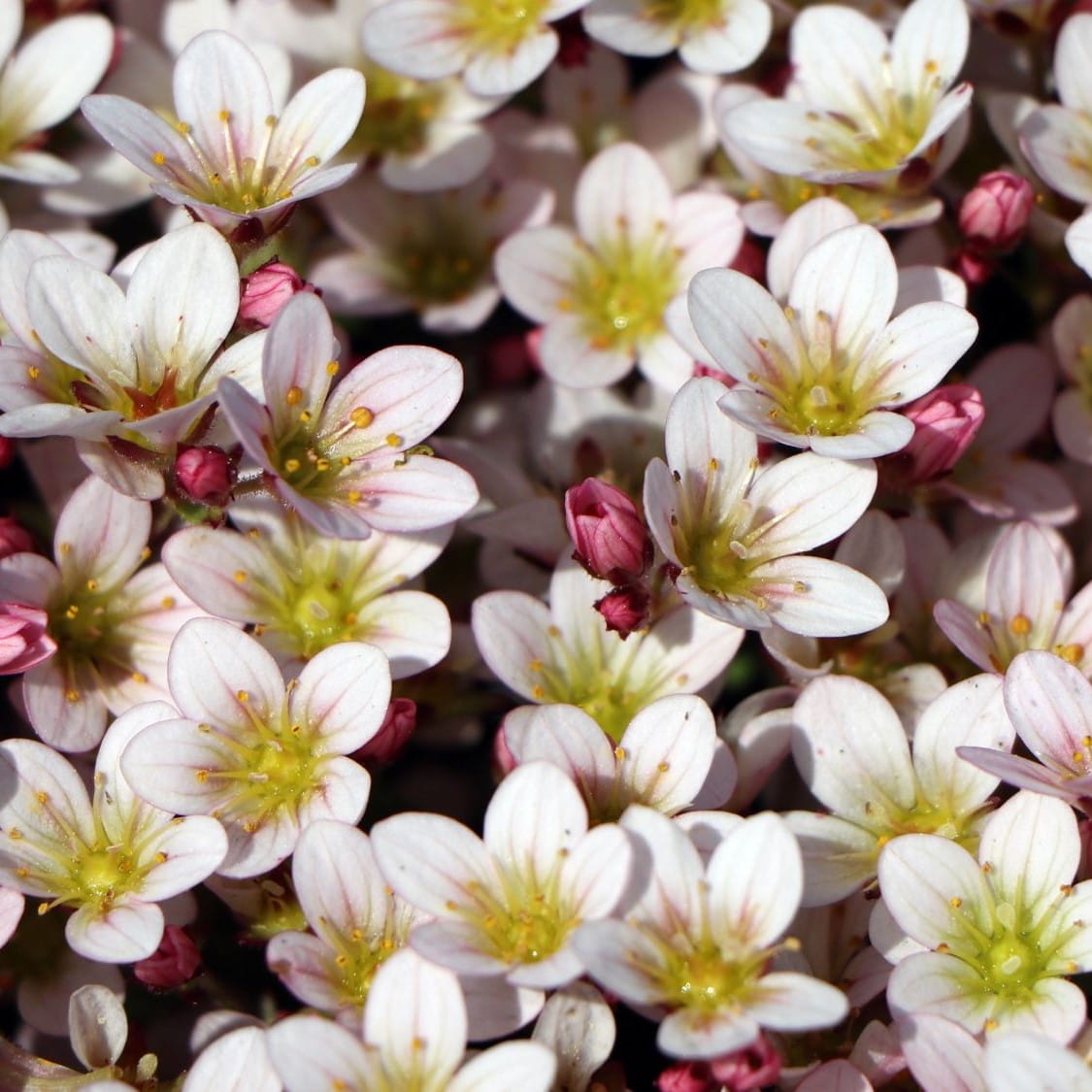 Lomikámen Anderse PIXI PAN APPLEBLOSSOM