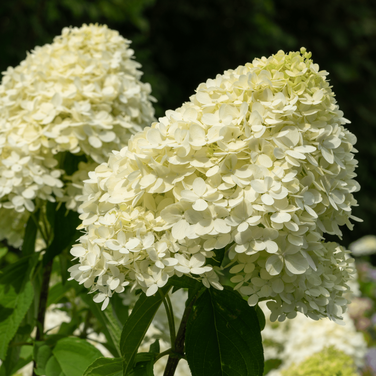 Hortensja bukietowa CANDLELIGHT