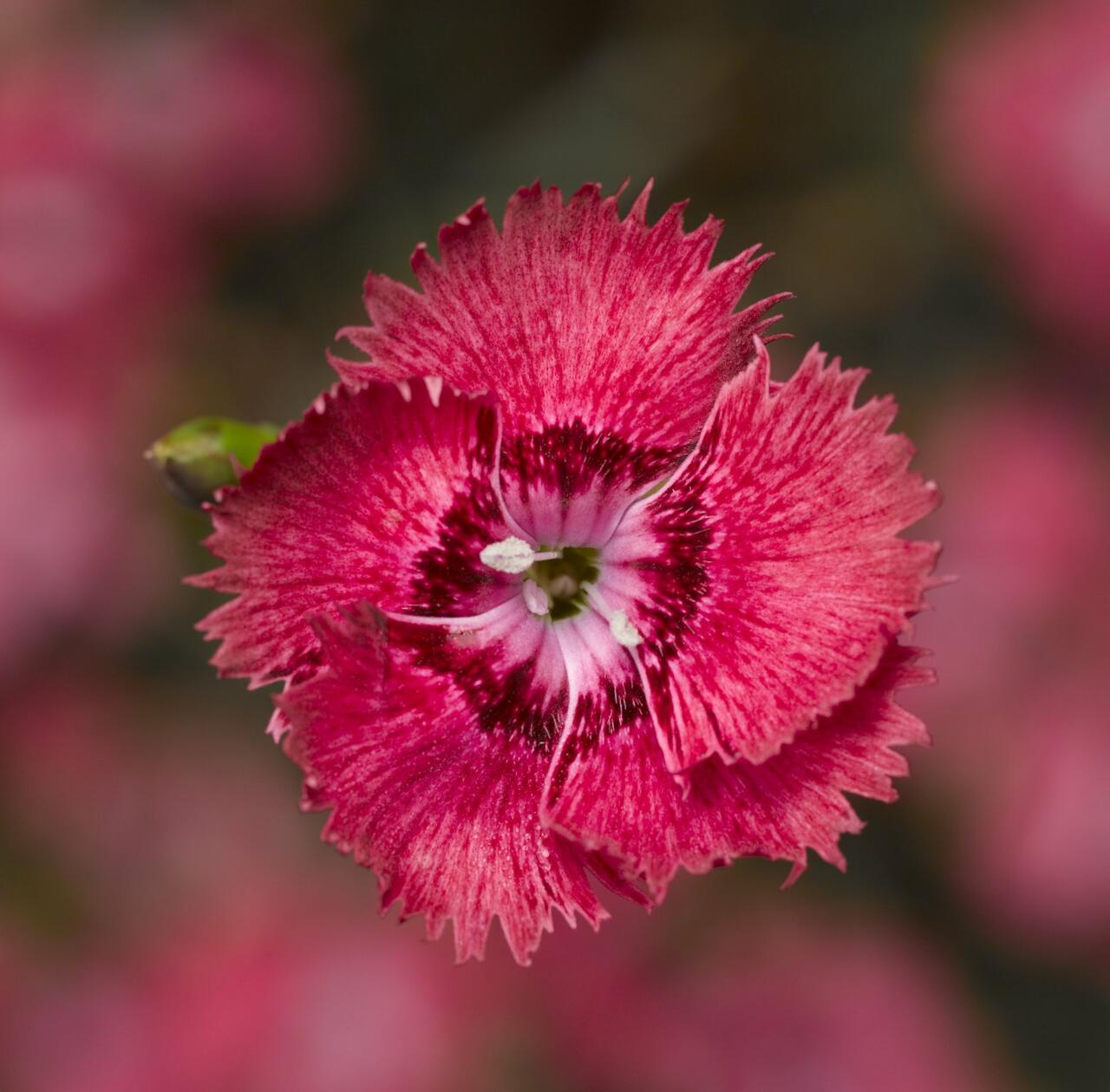 Goździk pierzasty DIXIE DEEP ROSE