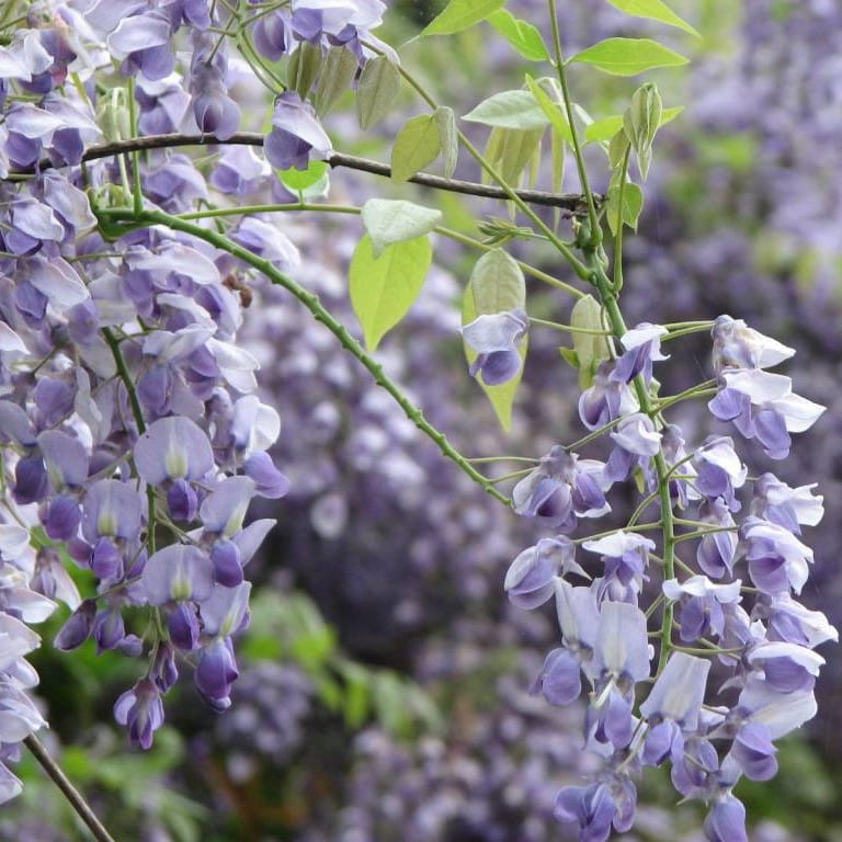 Wisteria ERANTHEMA 160cm