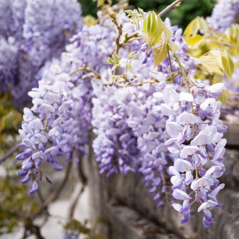 Wisteria Glicynia MACROBOTRYS 160 cm