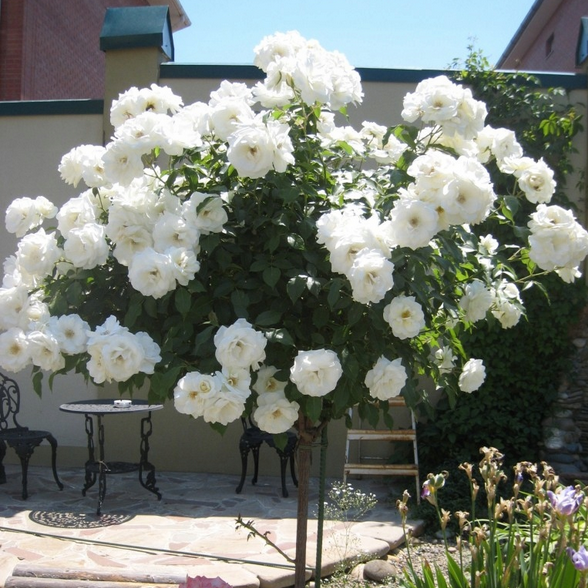 Róża biała na pniu ANNA PURNA