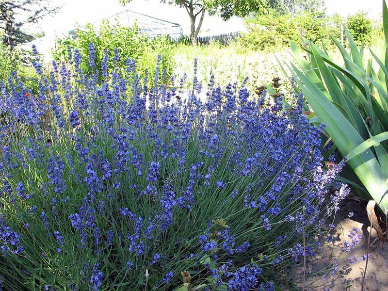 Lawenda HIDCOTE BLUE