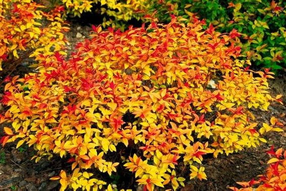 Tawuła Japońska GOLD FLAME