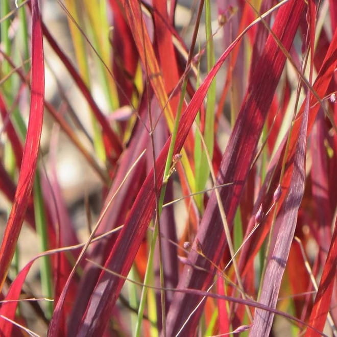 Proso rózgowate SANGRIA