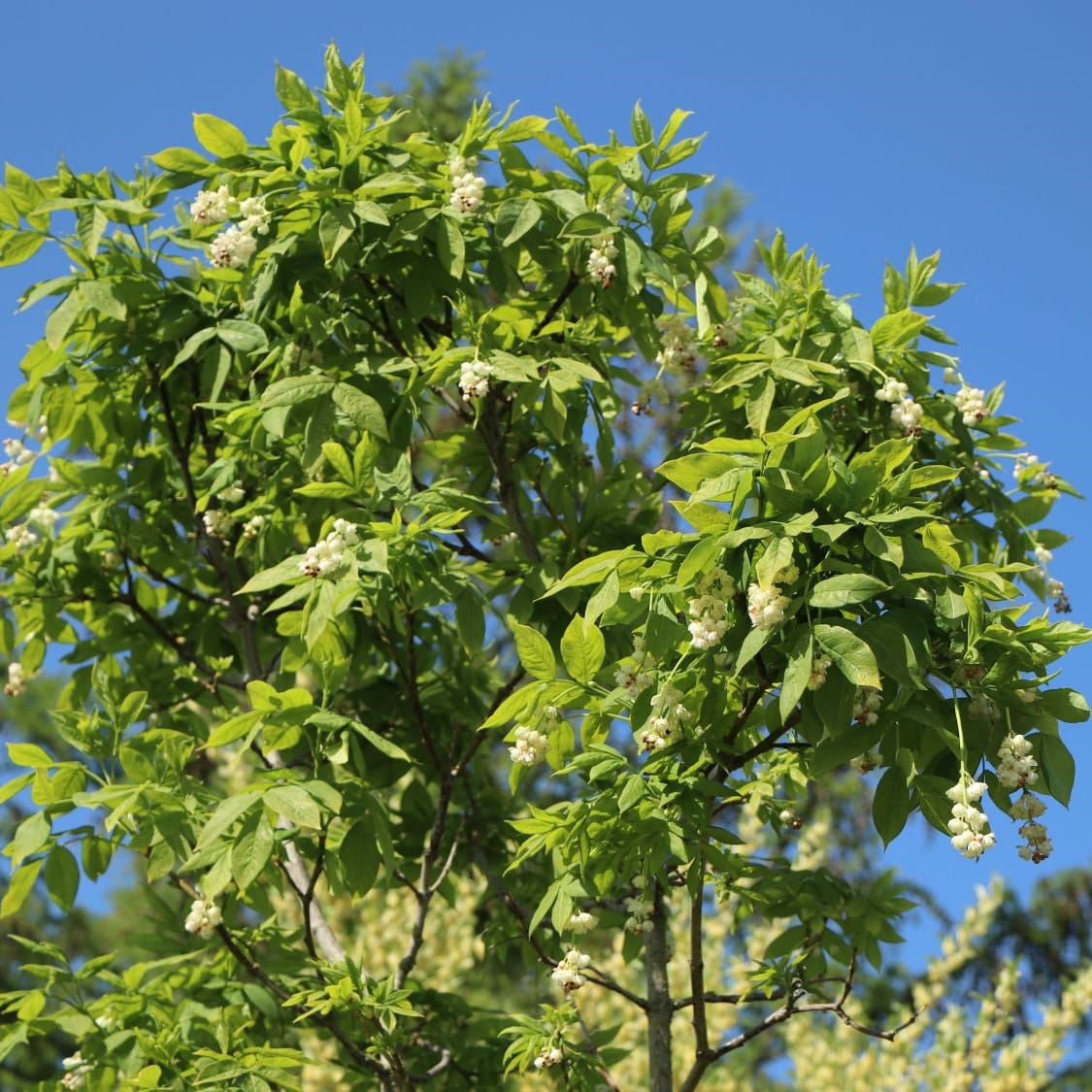 Kłokoczka POŁUDNIOWA