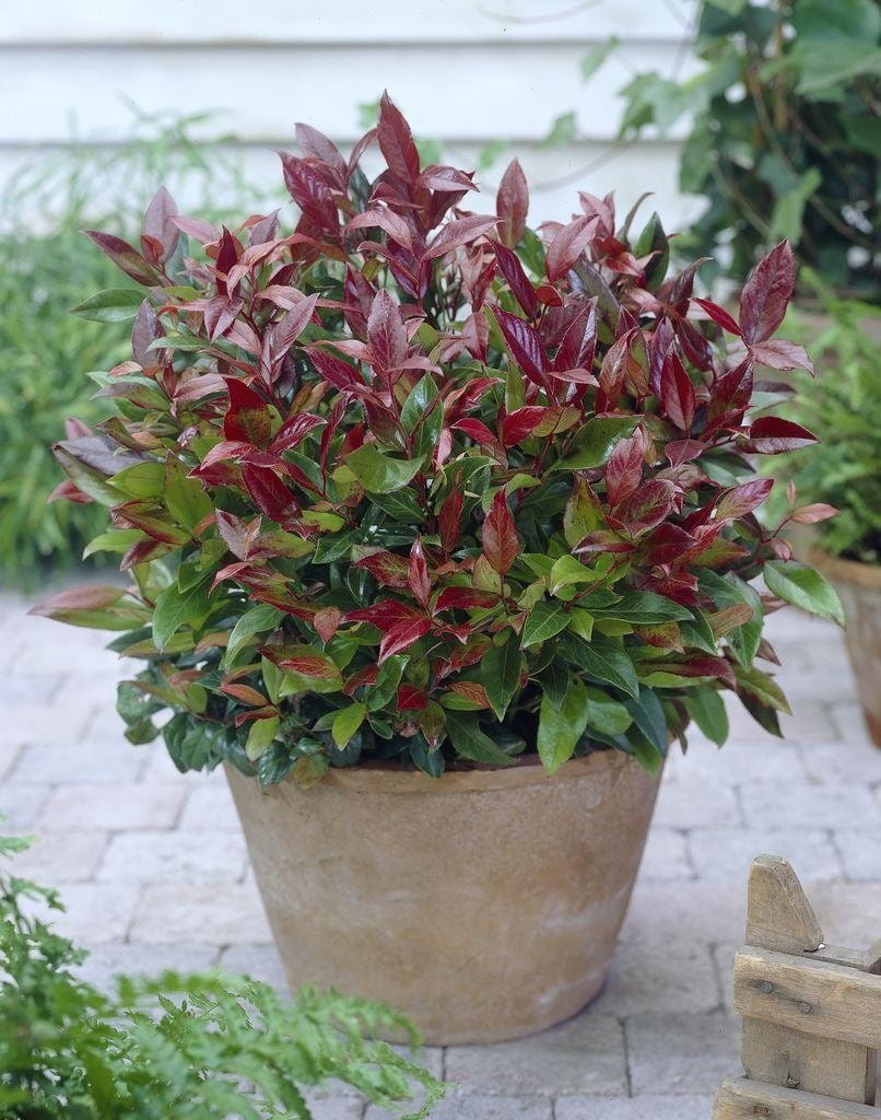 Kiścień SCARLETTA ZEBLID