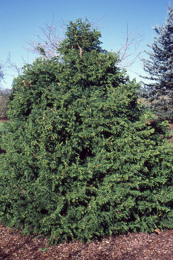 Cyprysik tępołuskowy TORULOSA