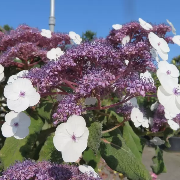 Hortensja kosmata HOT CHOCOLATE