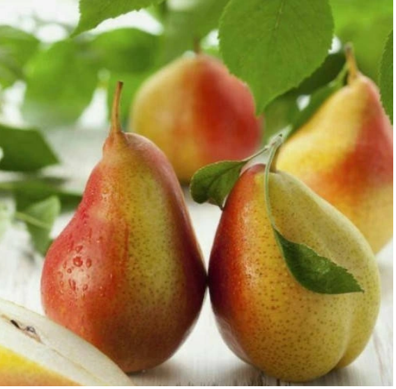 Grusza KRÓL SOBIESKI