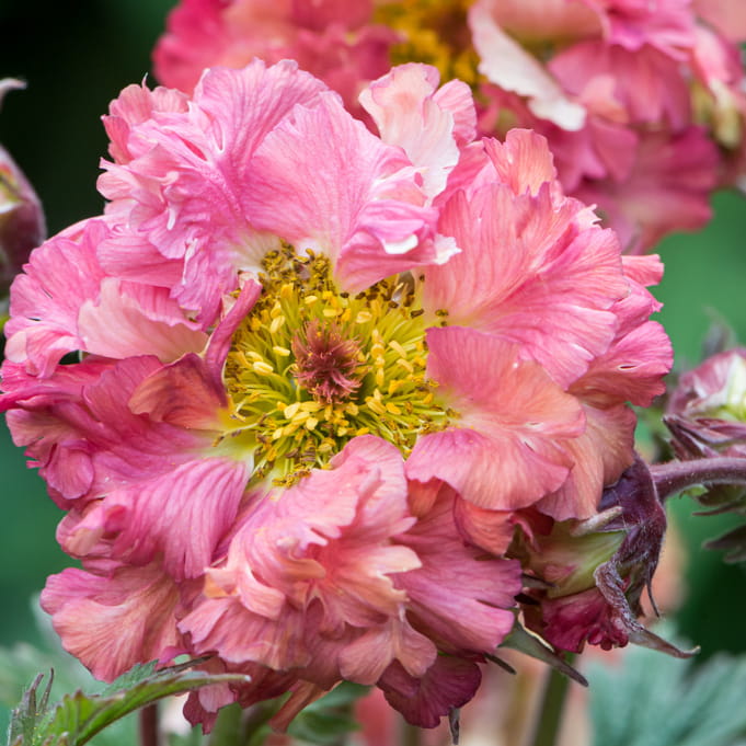 KUKLIK BOHEMA PINK