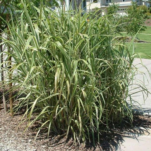 Lasecznica trzcinowata VARIEGATA