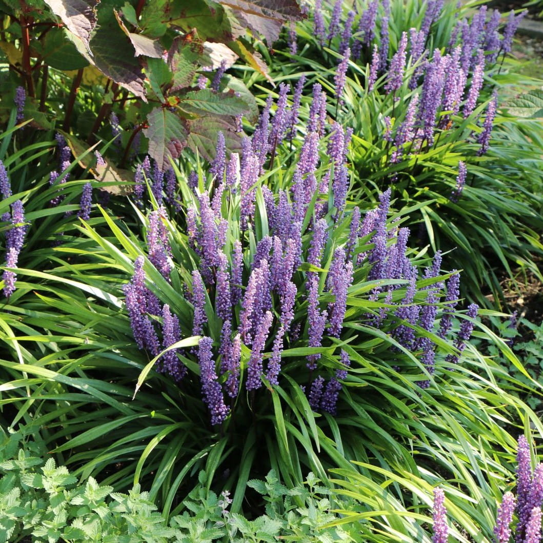Liriope szafirkowata