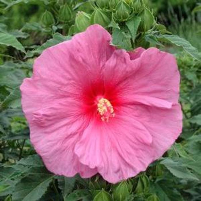 Hibiskus bylinowy FANTASIA