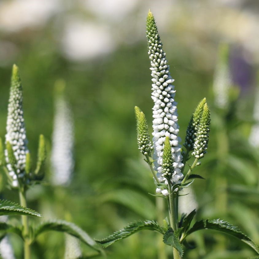 Przetacznik FIRST LADY