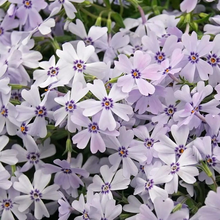 Floks szydlasty SPRING BLUE