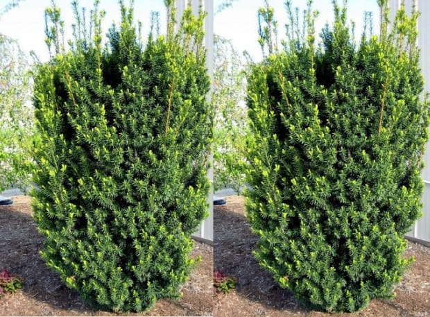 Cis pośredni HICKSII