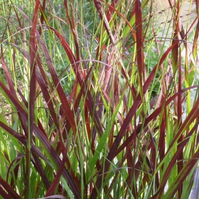 Proso Rózgowate OXBLOOD AUTUMN