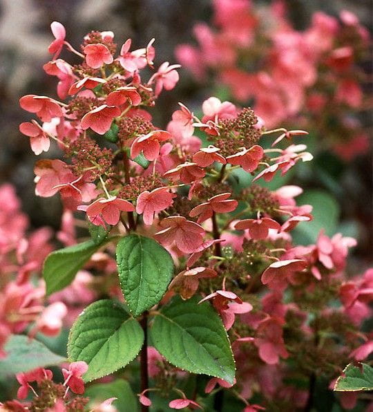 Hortensja Bukietowa EARLY SENSATION