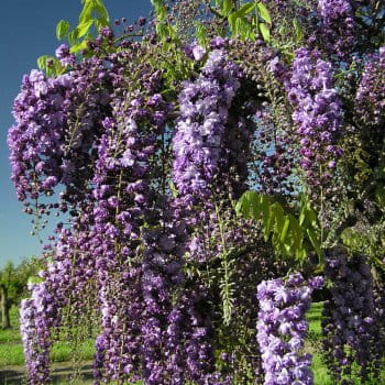 Wisteria Glicynia BLACK DRAGON