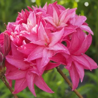 Azalia wielkokwiatowa