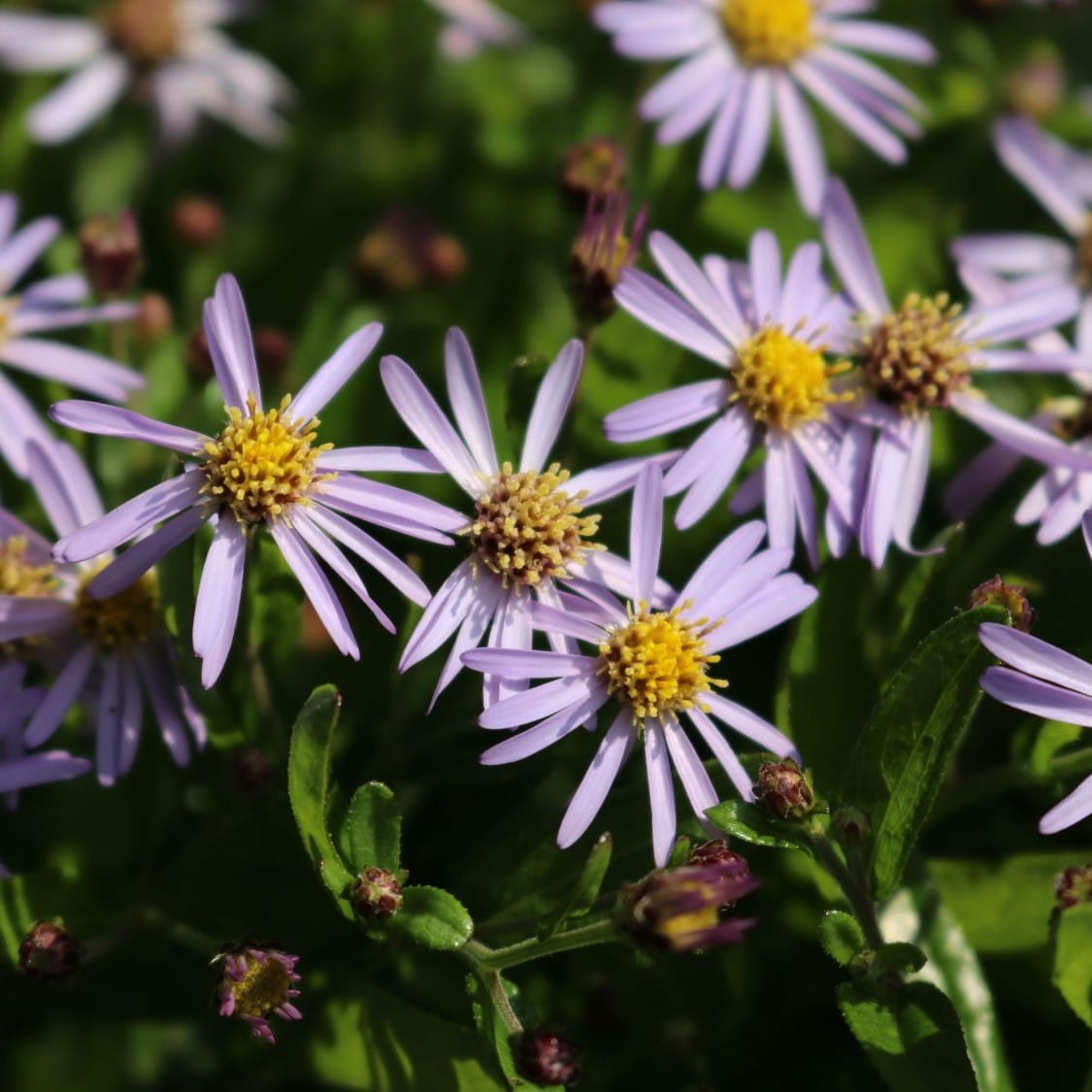 Aster