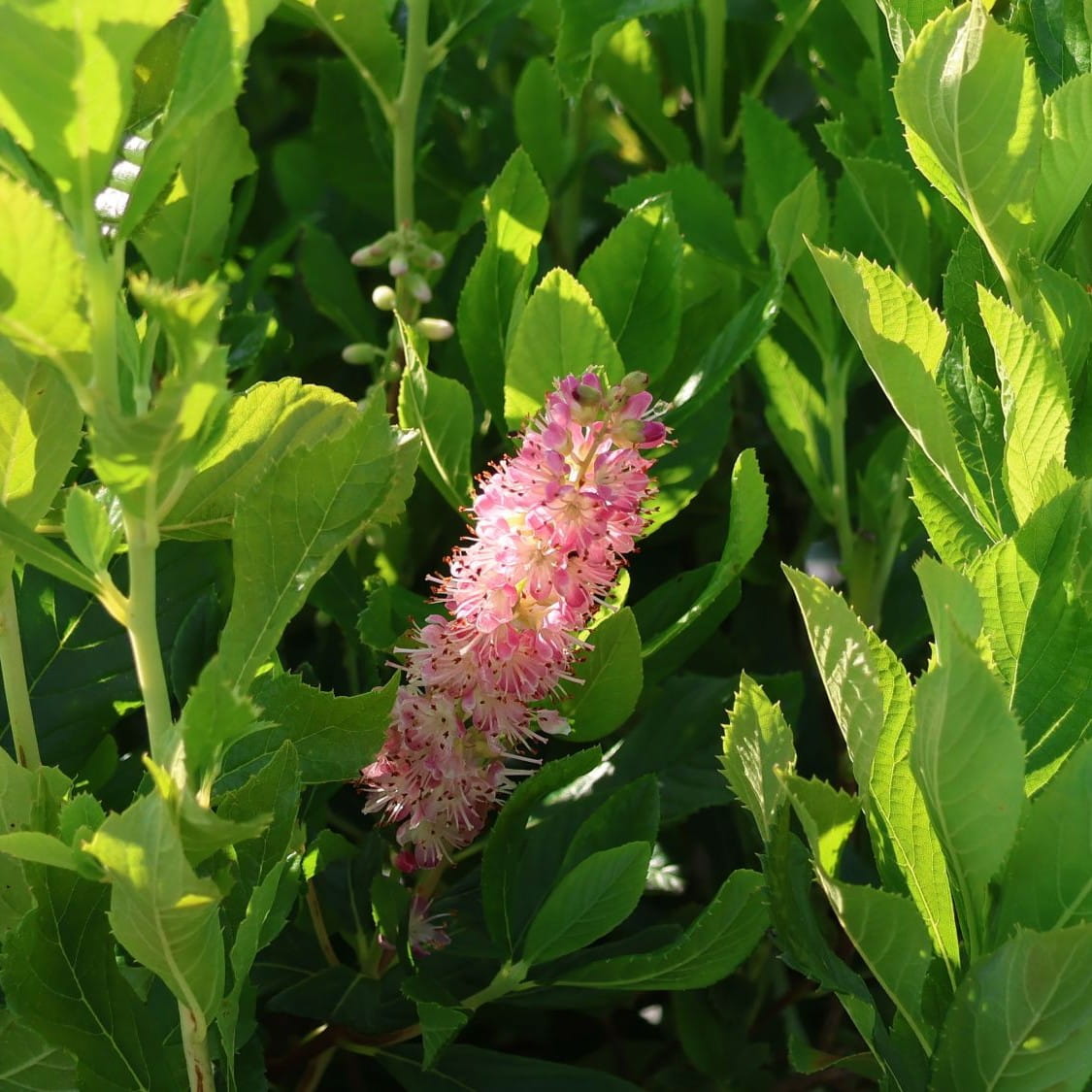 Orszelina PINK SPIRE