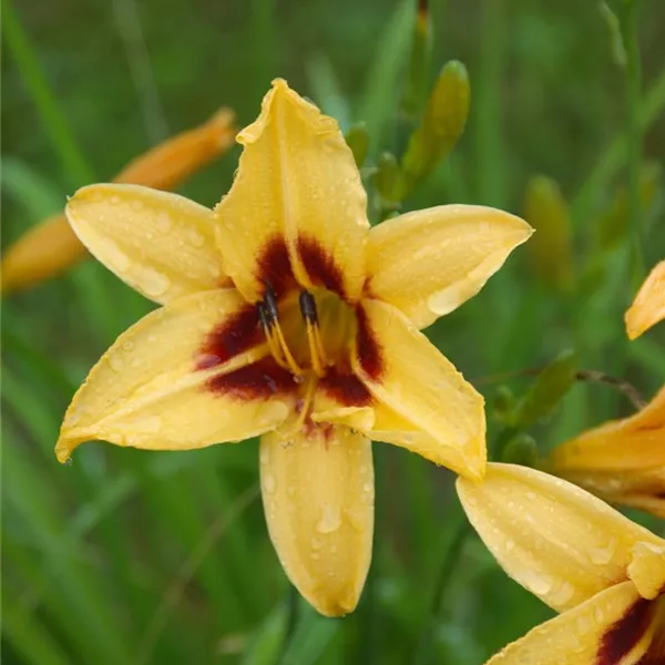 Liliowiec