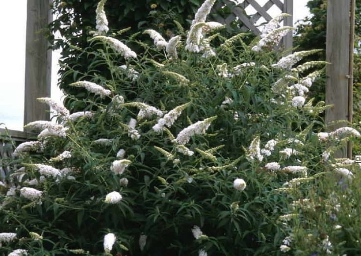 Budleja dawida WHITE BOUQUET