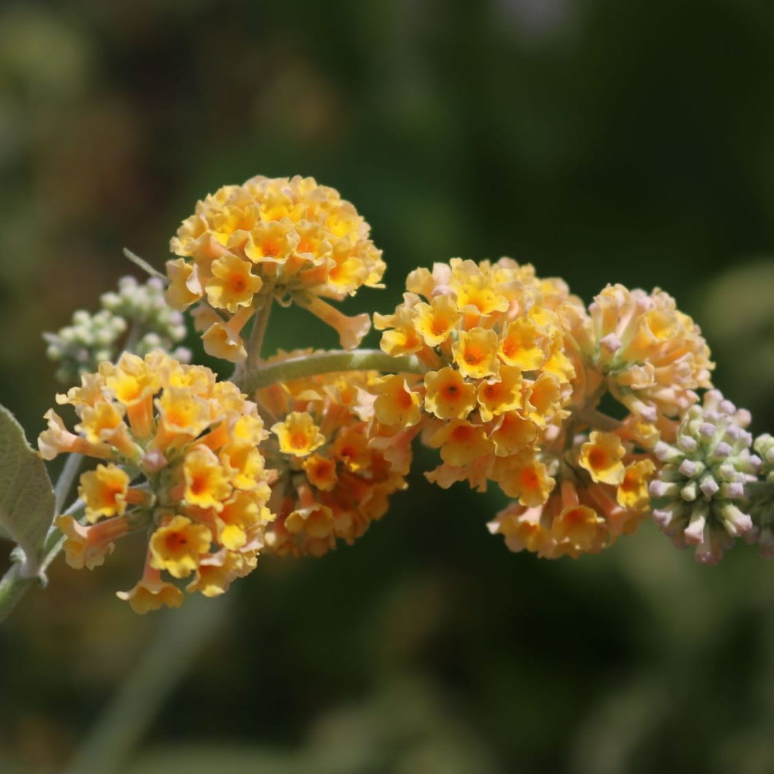 Budleja Waleriana SUNGOLD
