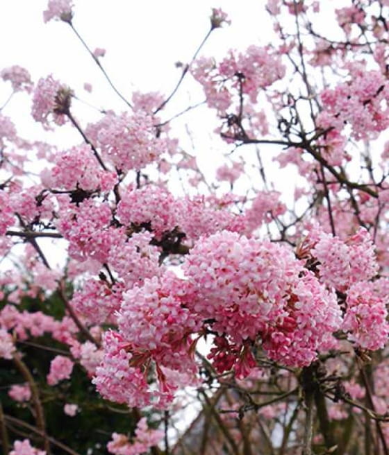 Kalina CHARLES LAMONT