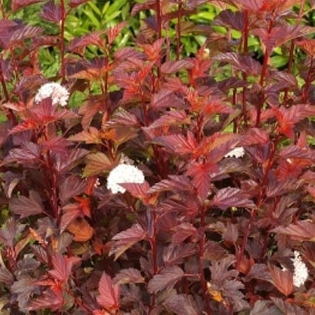 Pęcherznica Kalinolistna DIABLE D’OR