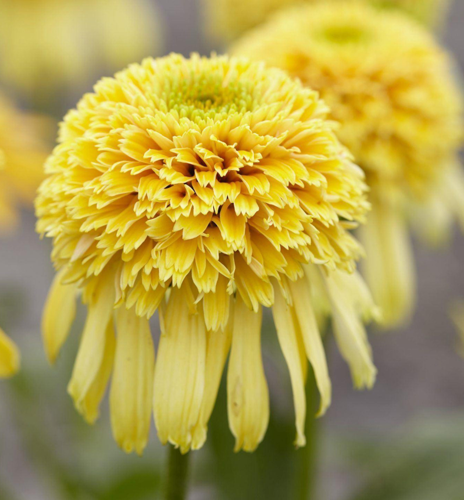 Jeżówka LEMON DROP