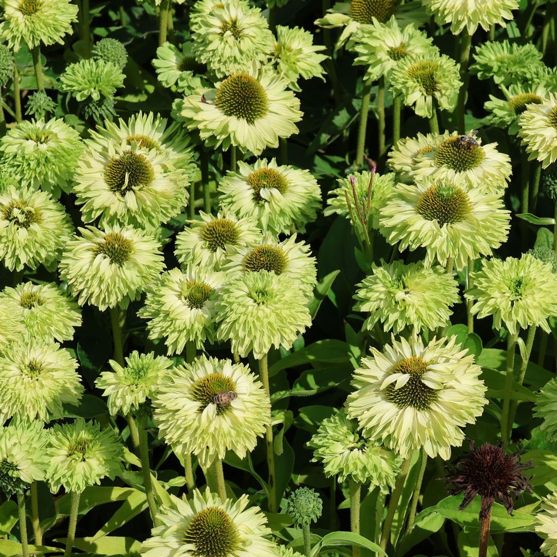 Jeżówka sunseekers APPLE GREEN