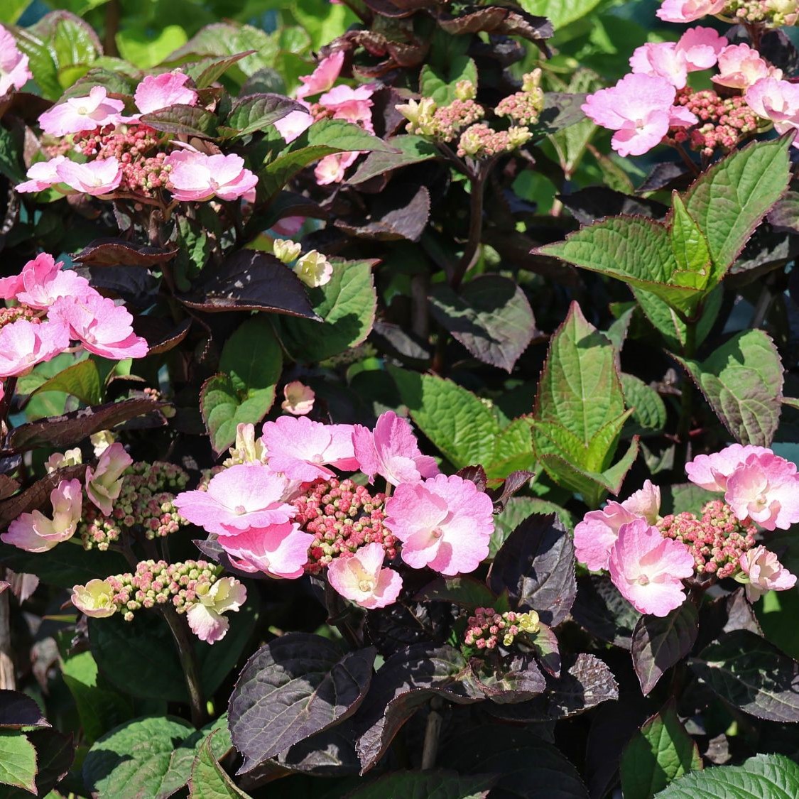 Hortensja piłkowana DAREDEVIL