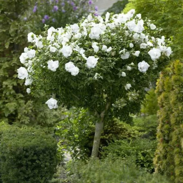 Hibiskus WHITE CHIFFON na pniu