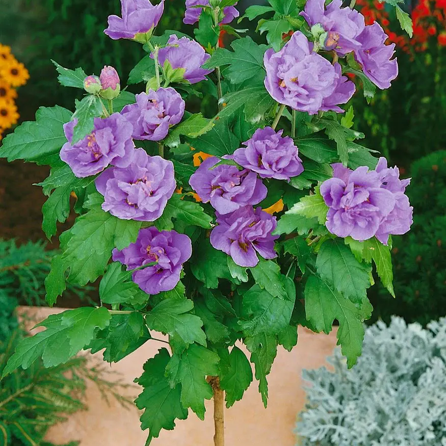 Hibiskus LAVENDER CHIFFON