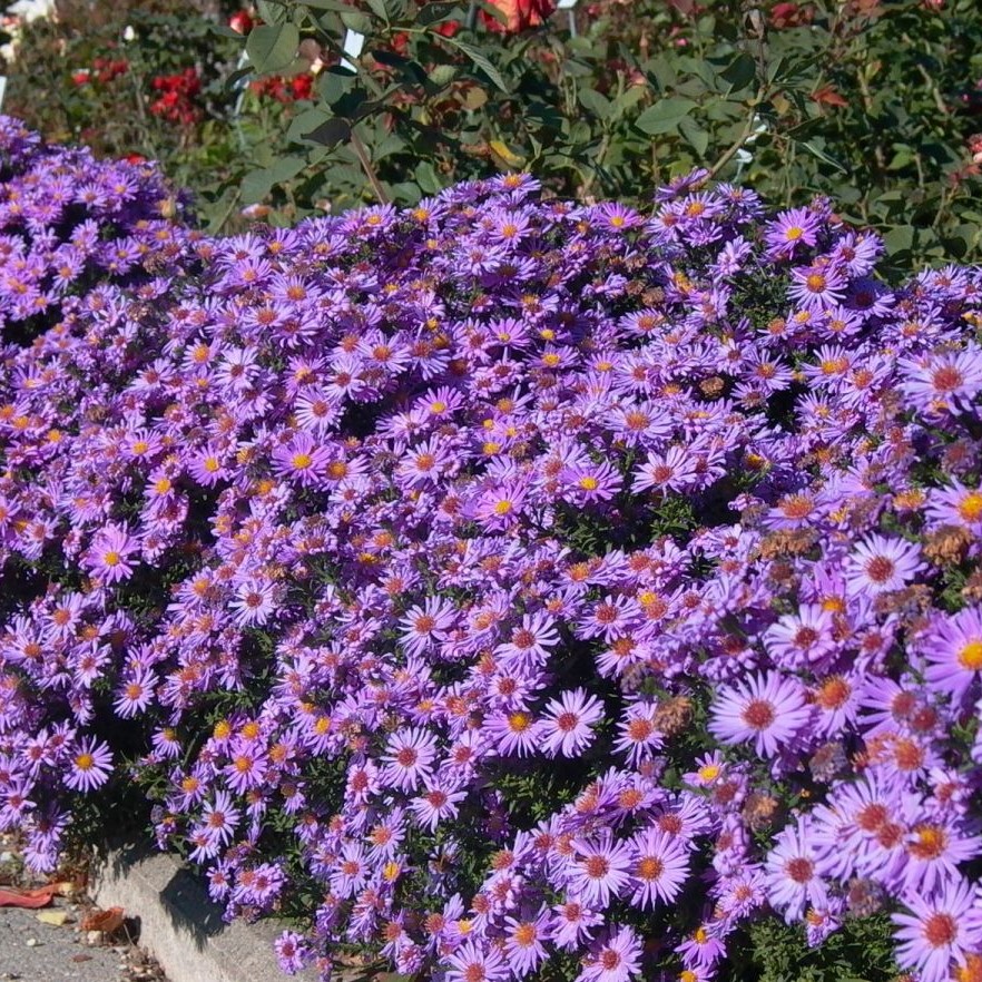 Aster PROFESSOR ANTON KIPPINBERG