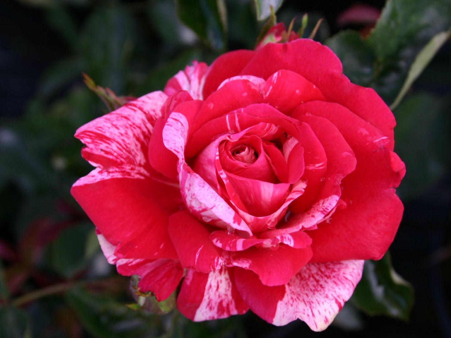 Róża na pniu PAPAGENA