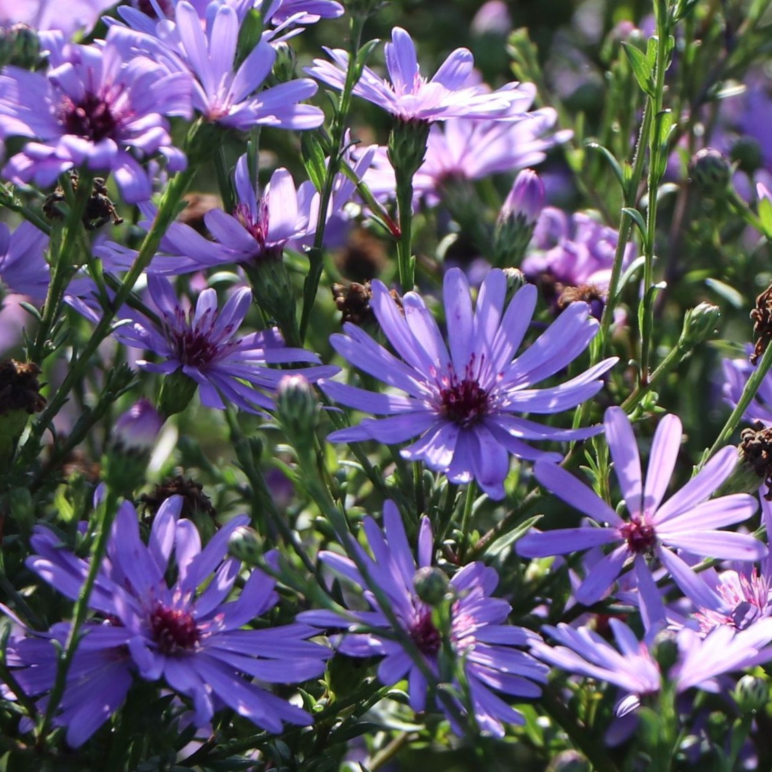 Aster TREFFPUNKT