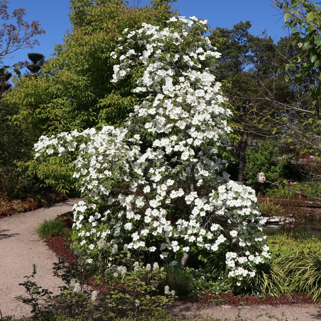 Dereń kousa EDDIES WHITE WONDER