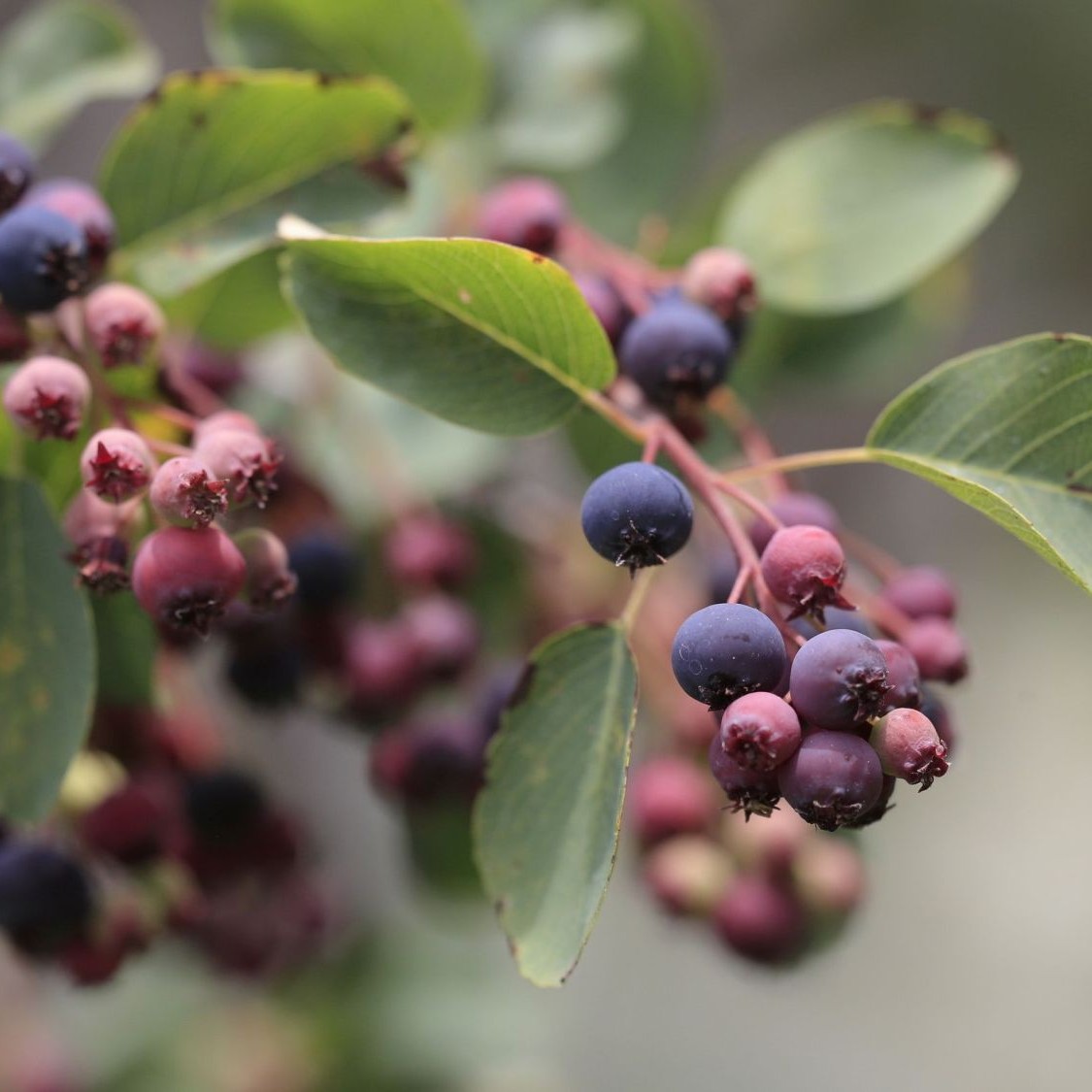 ŚWIDOŚLIWA PRINCE DIANA