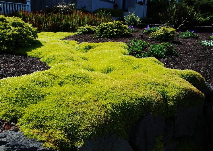 Karmnik ościsty Lime Moss