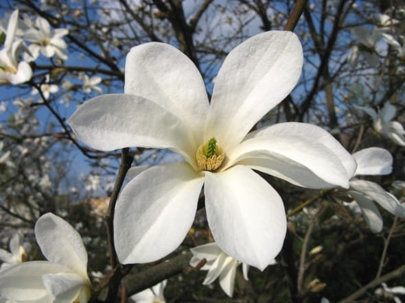 Magnolia japońska KOBUS