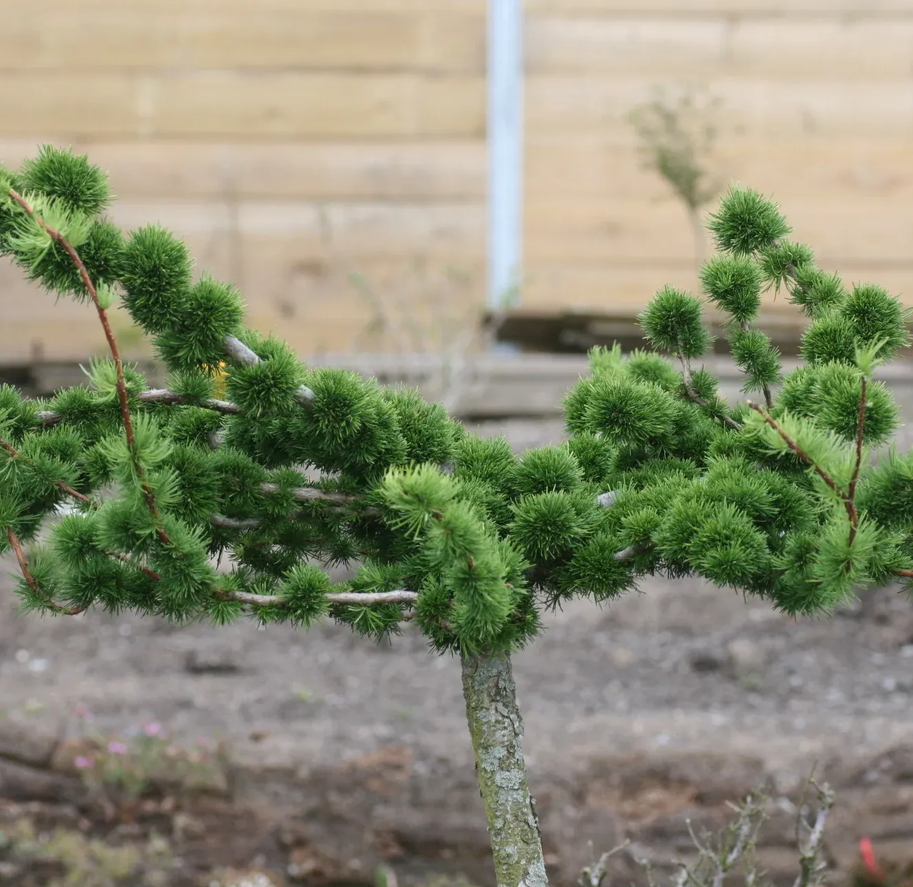 Modrzew KREJCI na pniu