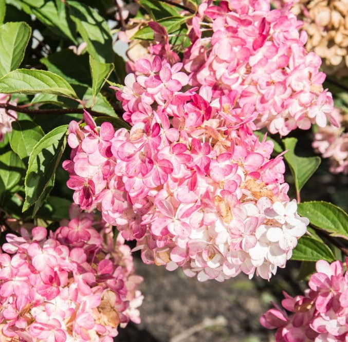 Hortensja Bukietowa PHANTOM